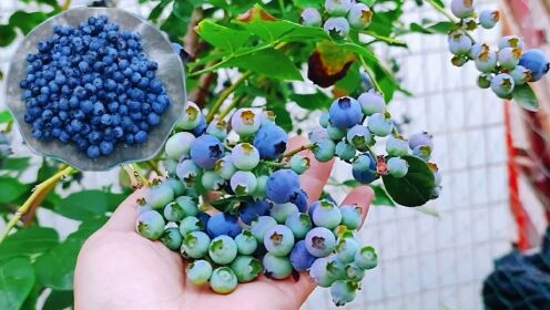 蓝莓那么贵，不如自己种，3分钟教会你家庭盆栽蓝莓四大技术要领