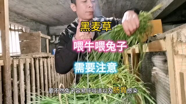 用黑麦草喂牛喂兔子,需要注意事项,值得养殖户学习