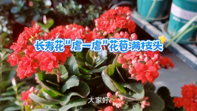 长寿花“虐一虐”,花苞满枝头