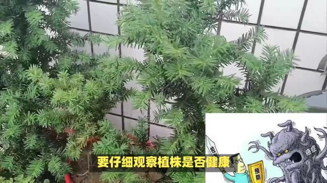 把森林搬进家:红豆杉的极致家庭养护手册