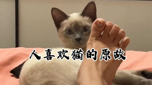 “这大概就是人喜欢猫的原因”#猫#萌宠