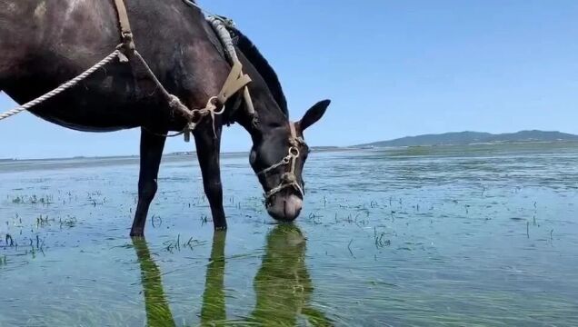 徐少春:在海里“植草造林”,守护“海底森林”