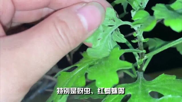 打造秋日绚丽风景,学会菊花养护的小窍门!