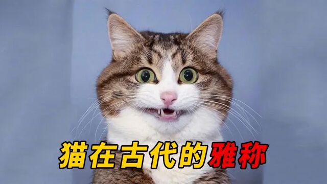 猫咪的雅称