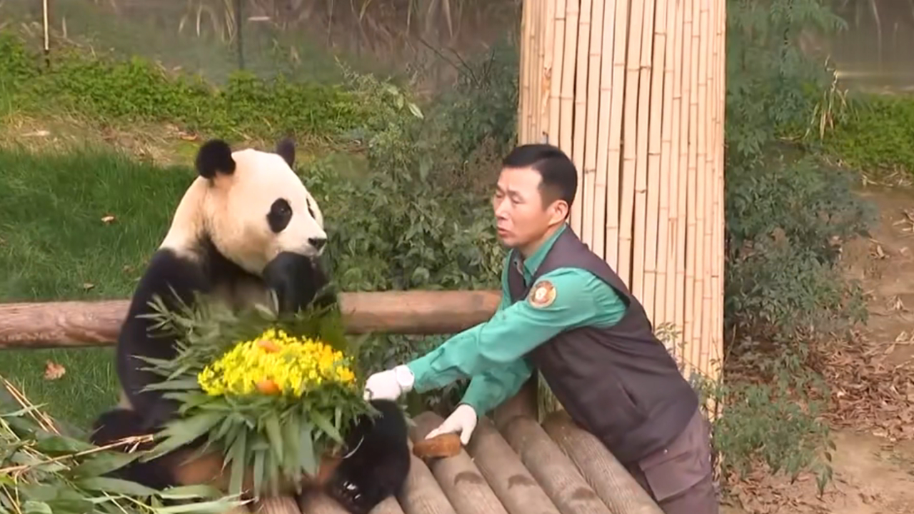 韩国大熊猫饲养员姜哲远:不舍与"福宝"离别,把它当成家人对待