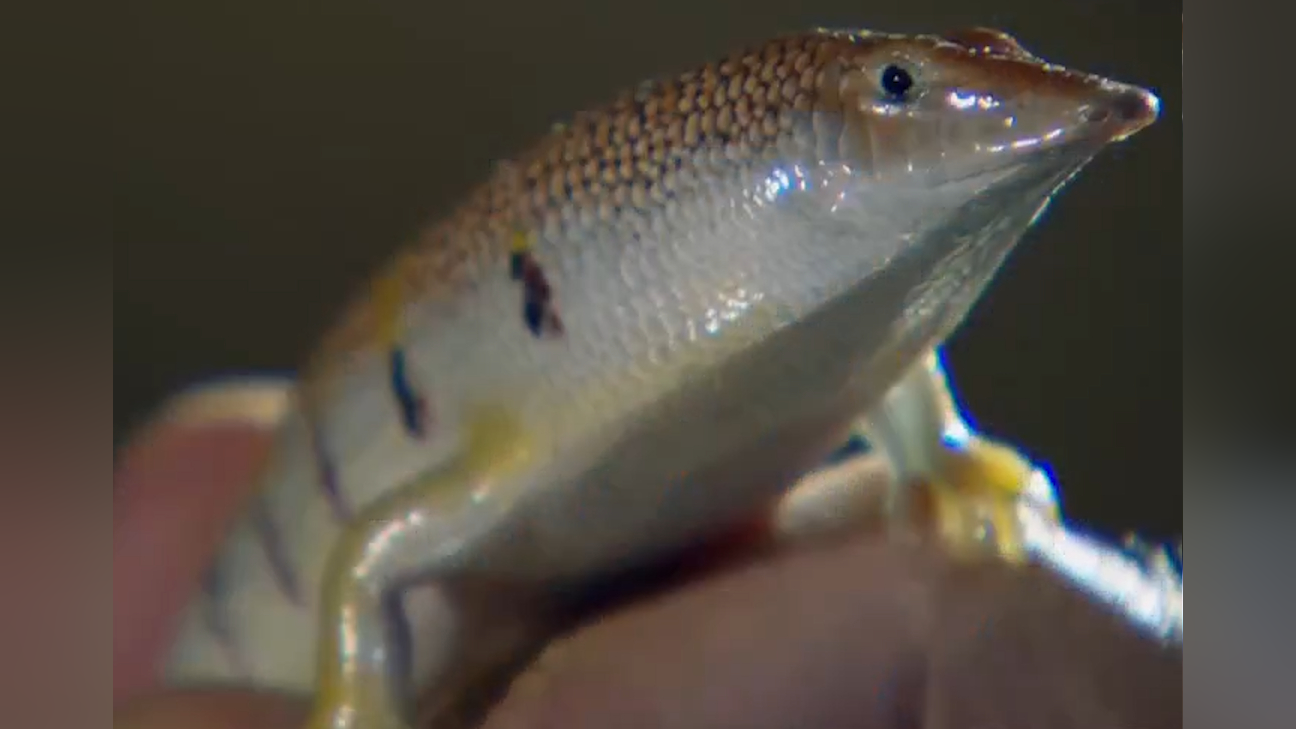 砂鱼蜥会使用盾地术,像鱼一样在沙漠里游泳,挖掘地道不在话下