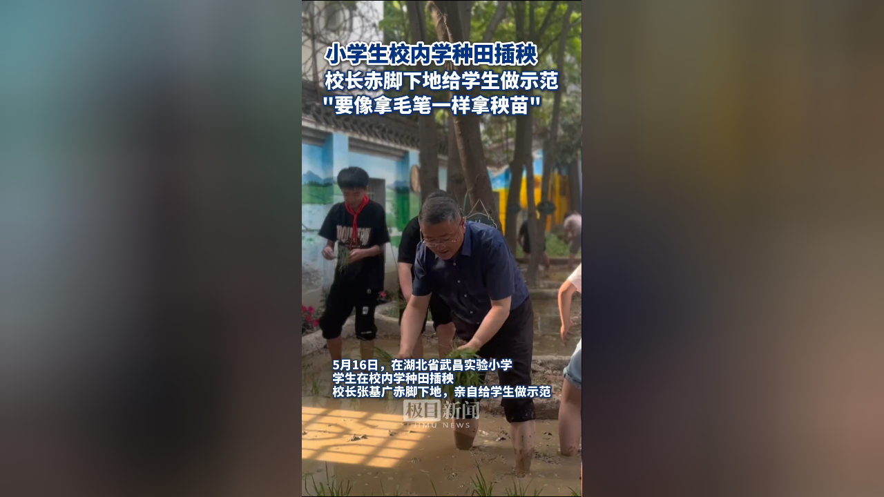 湖北省武昌实验小学学生校内学种田插秧,校长张基广赤脚下地,给学生做