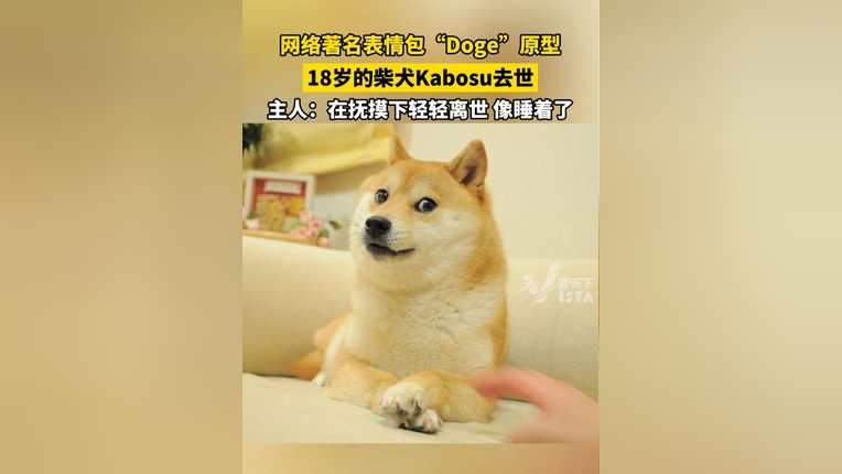 柴犬乱杀表情包出处图片