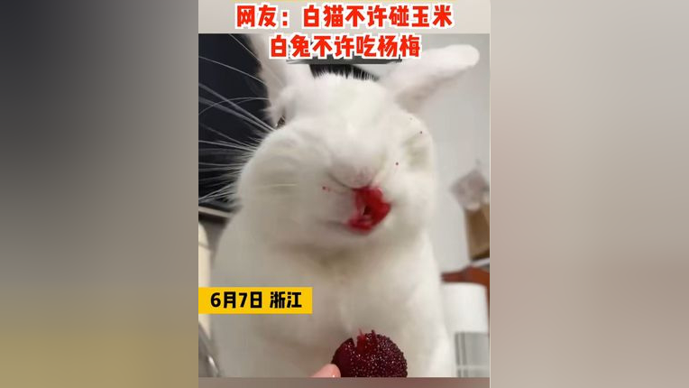 浙江,这大红嘴唇子~兔子吃杨梅吃出表情包,网友:白猫不许碰玉米 白兔