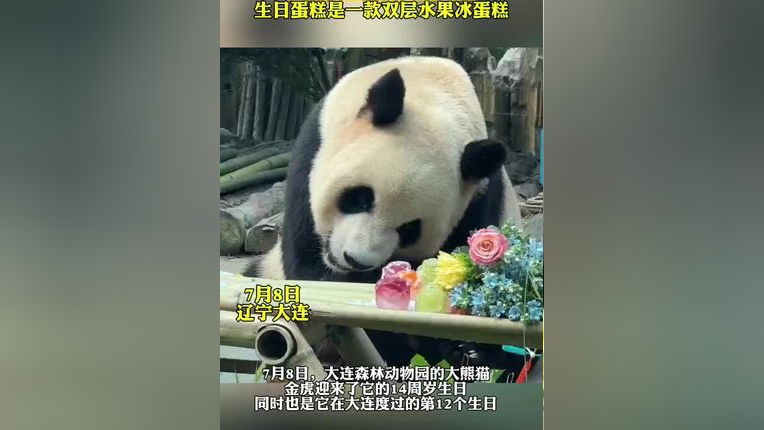 大熊猫"金虎"14岁啦