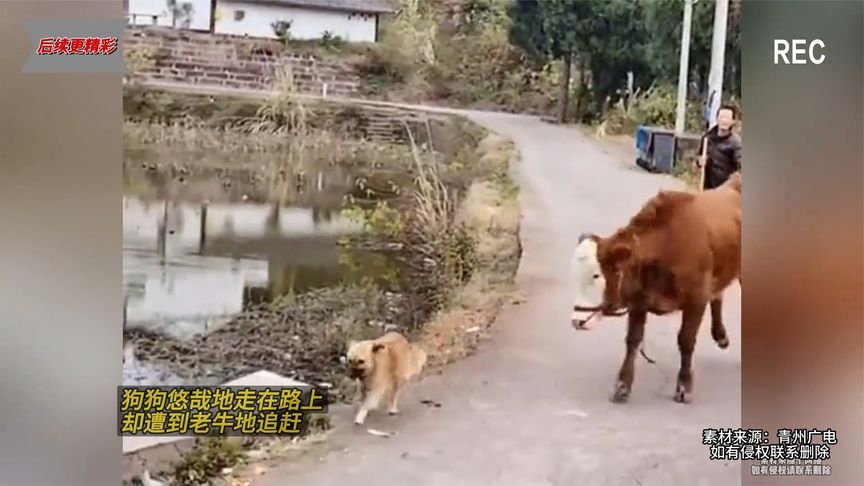 狗狗游哉地走在路上,却遭到老牛追赶