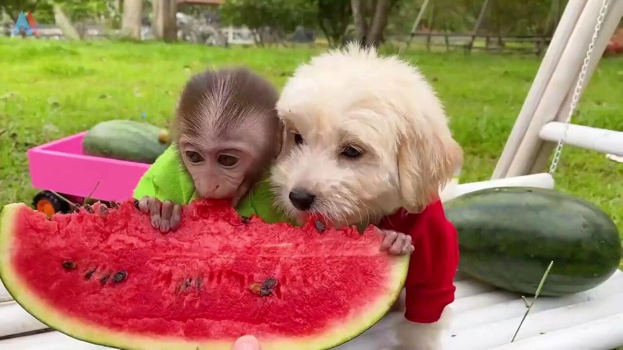 小猴子啵啵开车去采摘水果和小狗狗一起玩耍品尝美食_62精彩片段