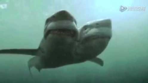 实拍罕见的双头鲨鱼现身