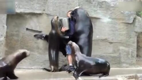 海狮霸气壁咚饲育员：“给我鱼不然强吻你”