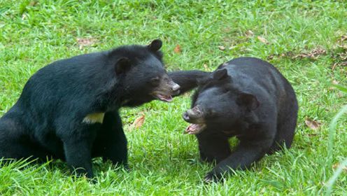 美动物学家研究野生黑熊40年 近距离拍摄黑熊交配