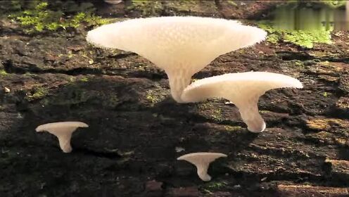 延时摄影：热带雨林里的美丽奇迹，我只是蘑菇！