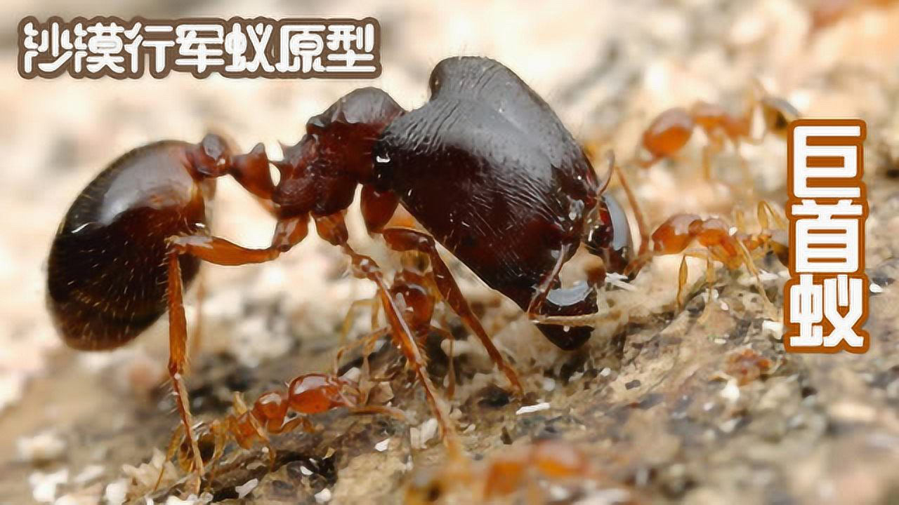 鬼吹灯纪录片第8集 沙漠行军蚁原型揭秘