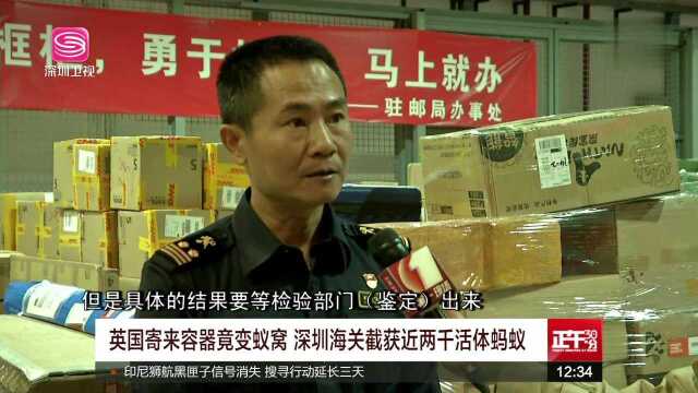 英国寄来容器竟变蚁窝 深圳海关截获近两千活体蚂蚁