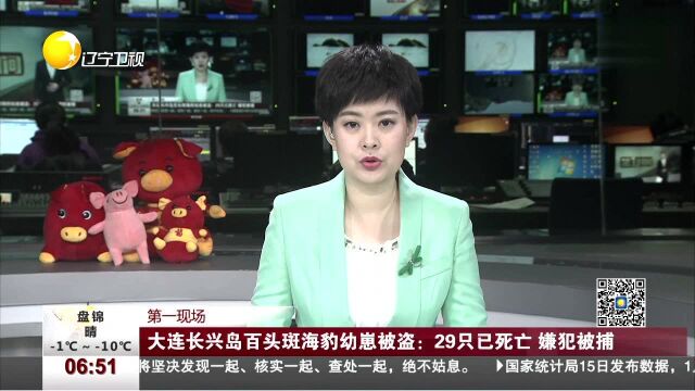 大连长兴岛百头斑海豹幼崽被盗:29只已死亡 嫌犯被捕