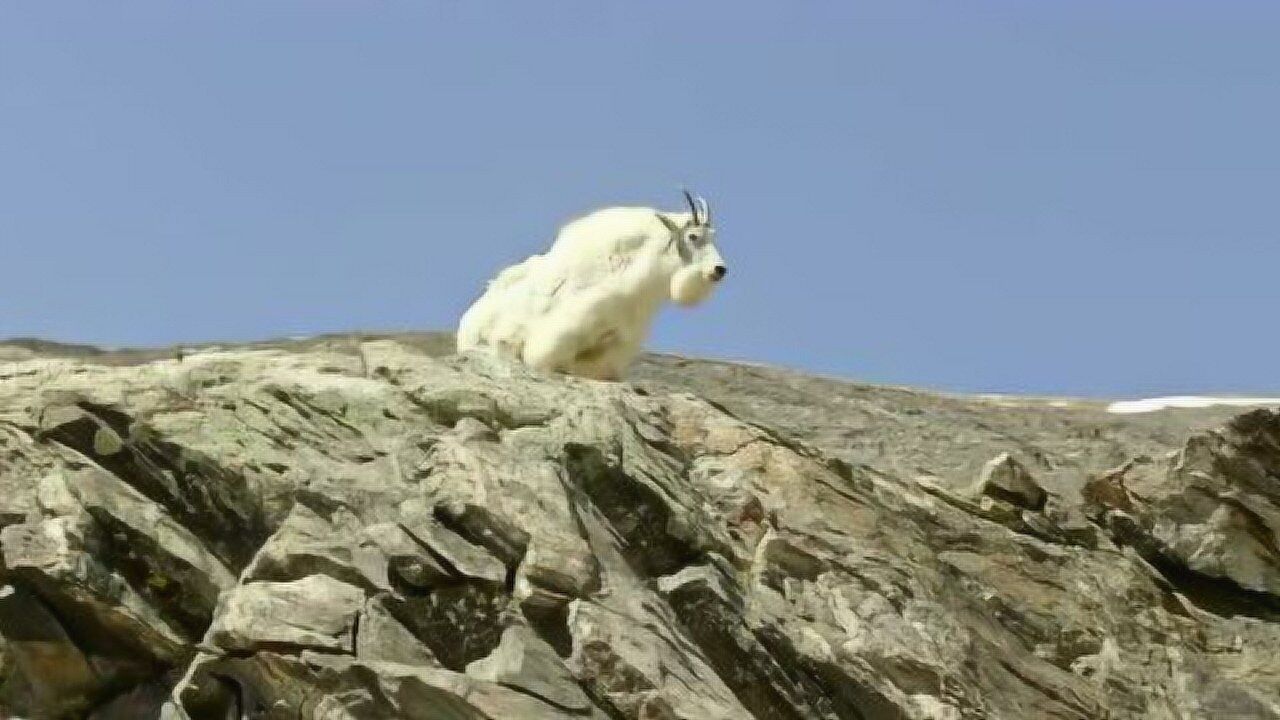 又白又美又仙的雪羊才是攀岩高手,在悬崖峭壁上来去自如_高清1080P在线观看平台_腾讯视频