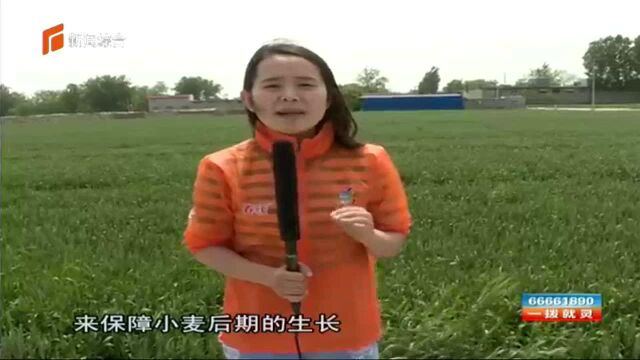 一喷三防再补货 小麦孕穗生长旺