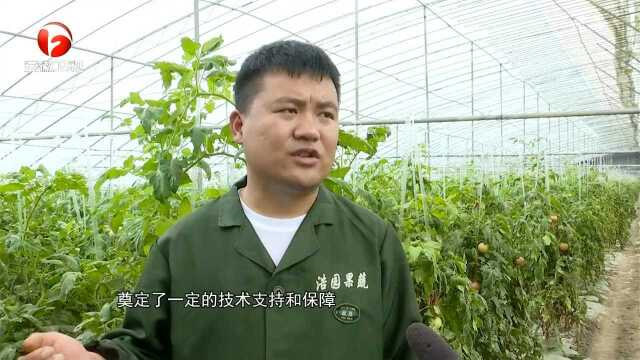 灵璧县:文明实践花开乡村润民心