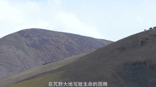 散发着神秘气息的阿里暗藏着生命的律动