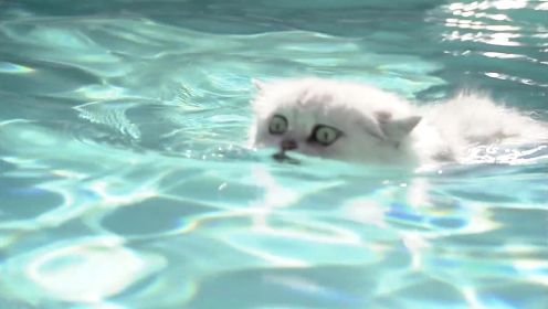 见识猫咪独特的游泳姿势