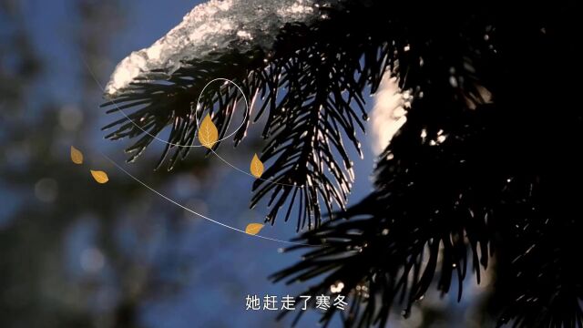 第01集“勤劳的园丁” 熊蜂