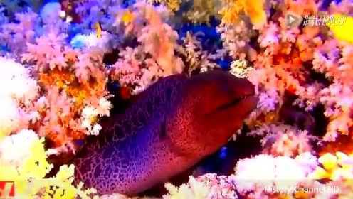 红海下面的神奇世界 红海的珊瑚礁