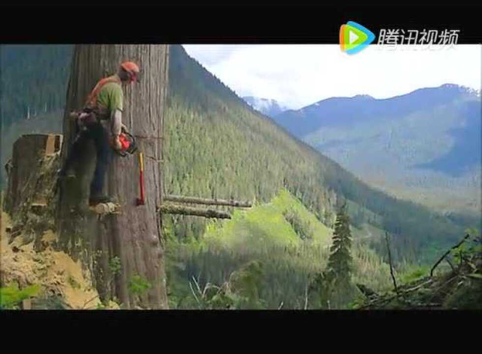 实拍加拿大工人砍巨树_高清1080P在线观看平台_腾讯视频