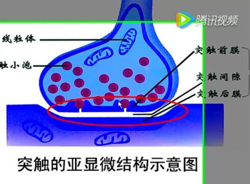 興奮在神經元之間單向傳遞—生物科張琴