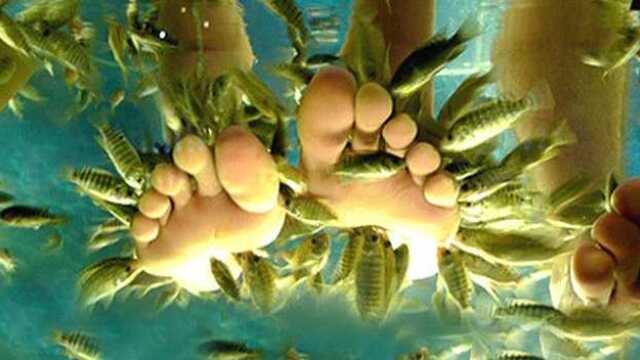 鱼疗养生能治脚气?