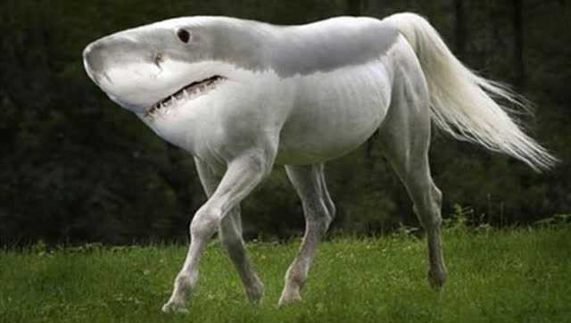 双头蛇,两条腿的狗,2016十大难以置信的动物_腾讯视频