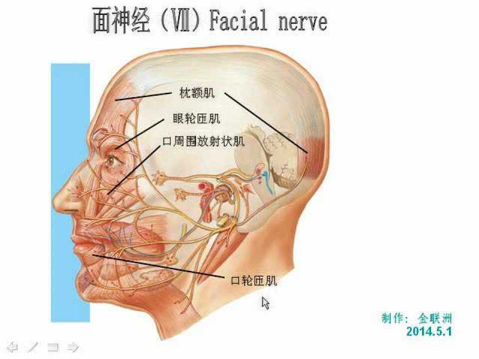 面神经(知识讲解)_高清1080P在线观看平台_腾讯视频