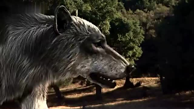 狼性无敌!恐狼大战剑齿虎