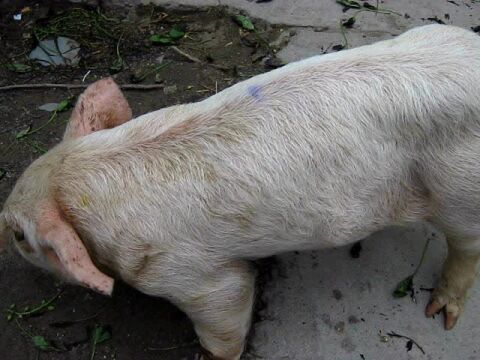 猪友圈直播视频《副猪嗜血杆菌病》