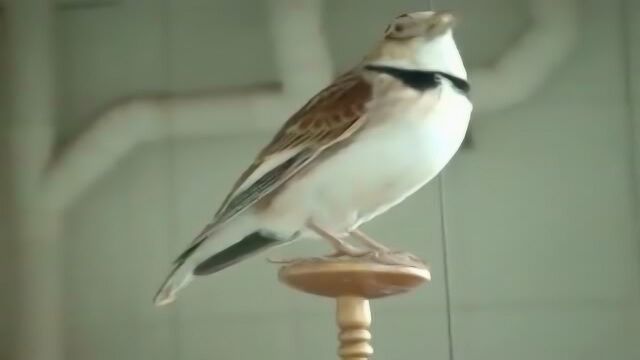 百灵鸟叫声大全 大扇大叫