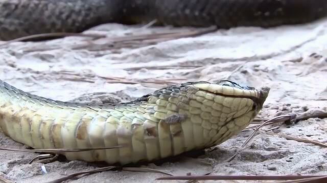 史上最会装死的蛇,给满分