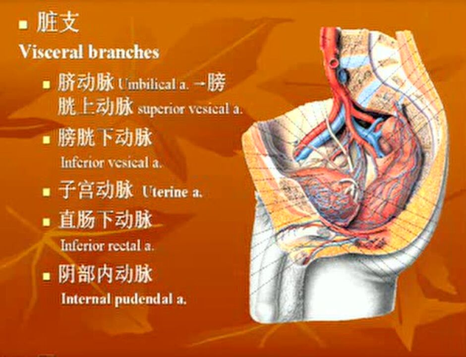 局部解剖学-盆腔与会阴_高清