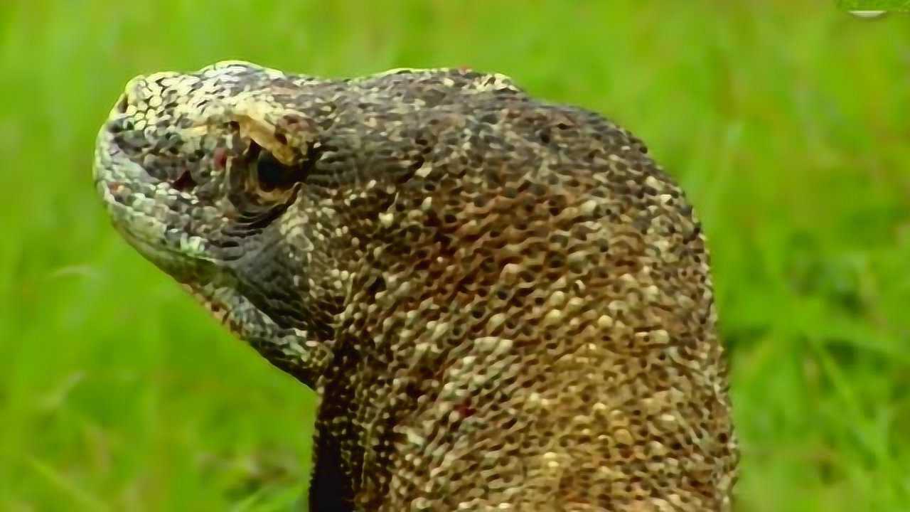 食人巨蜥真恐怖,看完背后发冷,1000公斤大水牛只是小点心_腾讯视频