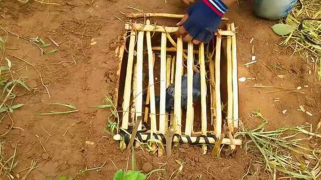 用木棍做一个捕鸟陷阱原理其实很简单