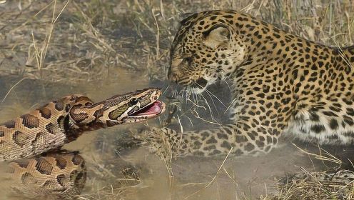 花豹外出捕猎，蟒蛇趁机吃掉幼崽，母花豹返回看到彻底怒了
