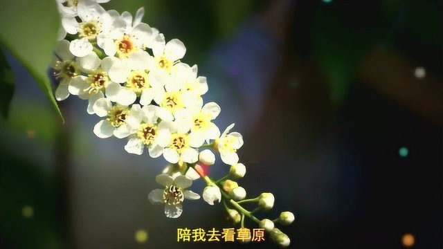 梦然一曲经典歌曲《最真的心》好听至极!