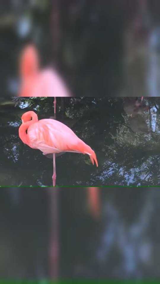 火烈鸟的叫声原来是这样的