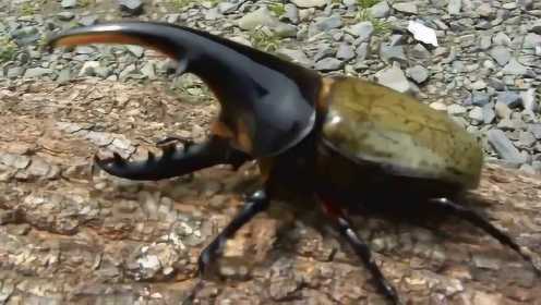 全世界最大的甲虫 海克力士长戟大兜虫