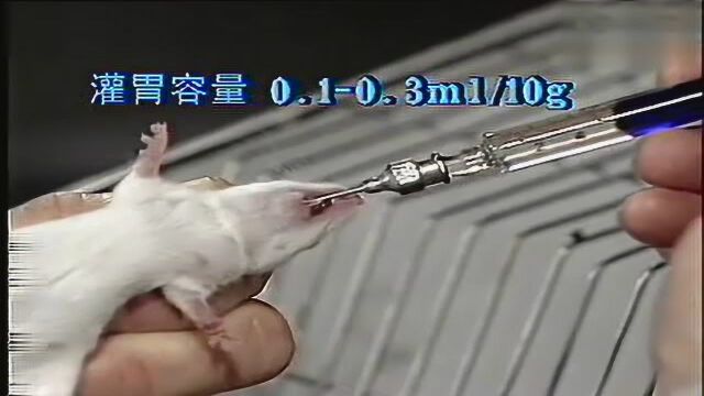 小鼠灌胃操作_腾讯视频