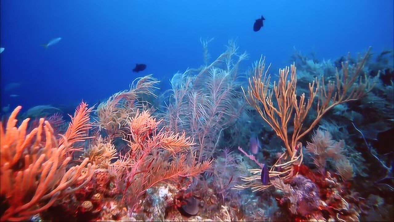 海底世界奇妙神秘景色美如画每一帧都可以做桌面背景