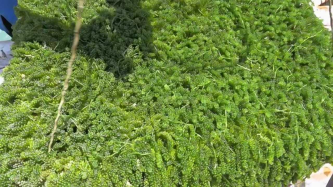 海葡萄好吃,但海葡萄养殖,这大家应该没看过吧!