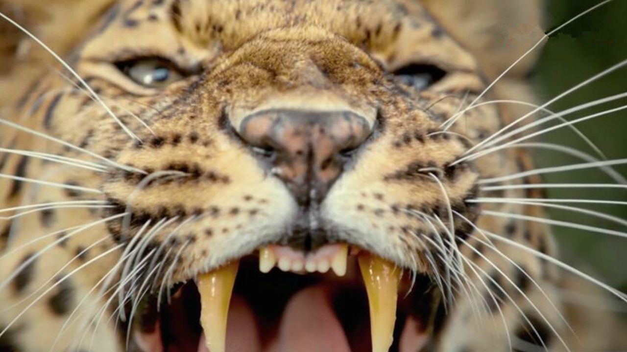 猫科动物再凶猛 也有温情可爱的一面